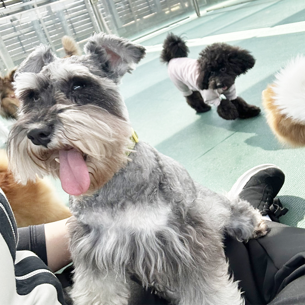 生徒が撮影してくれたモデル犬☆①